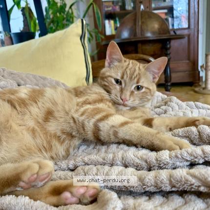 Photo 1/1 Jack Jack Chat perdu à Montret