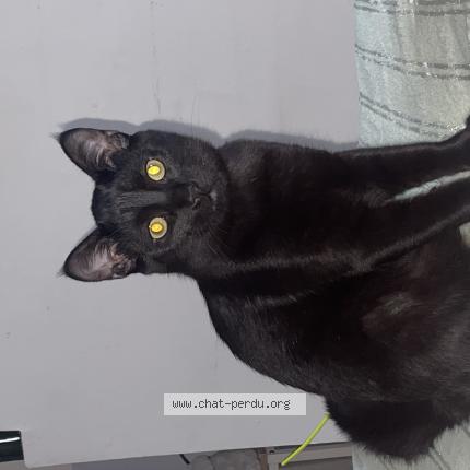 Photo 1/1 Chat retrouvé Perdu à Tarbes