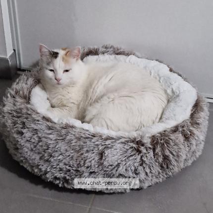 Photo de chat perdu à Marseille