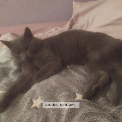 Photo de chat perdu à Haillicourt