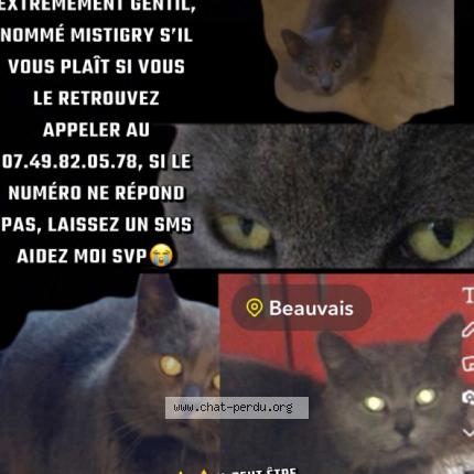 Photo 1/1 Chat retrouvé Perdu à Beauvais