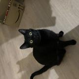 Photo de chat perdu à Acheres