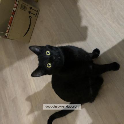 Photo 1/1 Chat retrouvé Perdu à Acheres