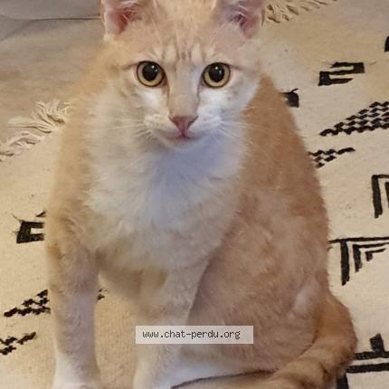 Photo 1/1 Chat retrouvé Perdu à Orsay