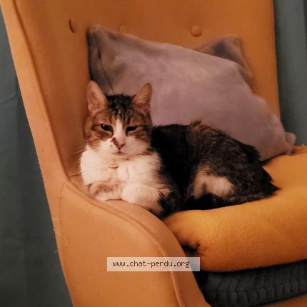 Photo 1/1 Chat retrouvé Perdu à Bourgoin jallieu