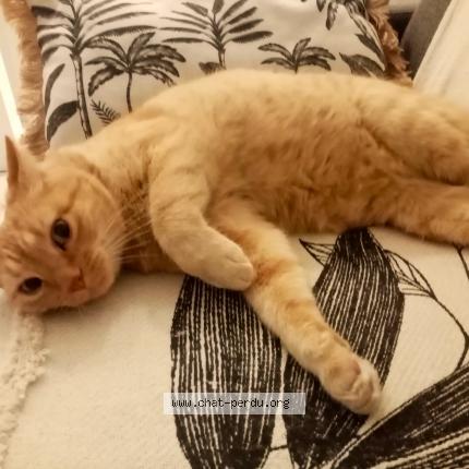 Photo 1/1 Chat retrouvé Perdu à Nice 06000