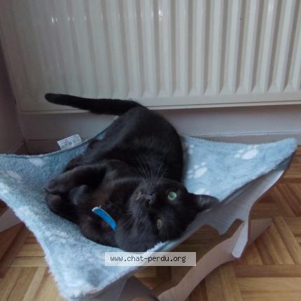 Photo de chat perdu à Barberaz