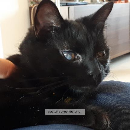 Photo 1/1 Chat retrouvé Perdu à Strasbourg