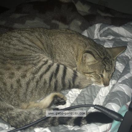 Photo 1/1 Bennie Chat perdu à Ventanilla alta