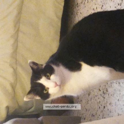 Photo 1/1 sam Chat perdu à Gagnieres il