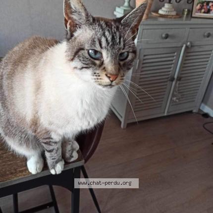 Photo 1/1 Chat retrouvé Perdu à Saint Nazaire