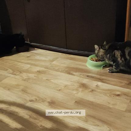 Photo 2/2 Lagertha ou Lala Chat perdu à St vivien