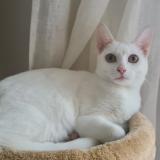 Photo de chat perdu à Sartrouvile