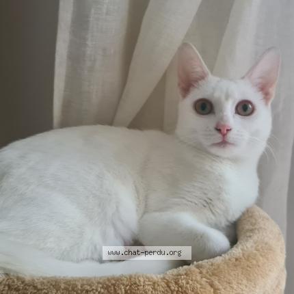 Photo 1/1 Chat retrouvé Perdu à Sartrouvile