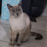 Photo de chat perdu à Baneins