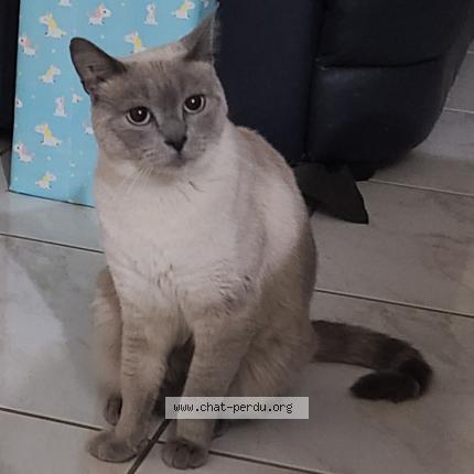 Photo 1/1 Chat retrouvé Perdu à Baneins