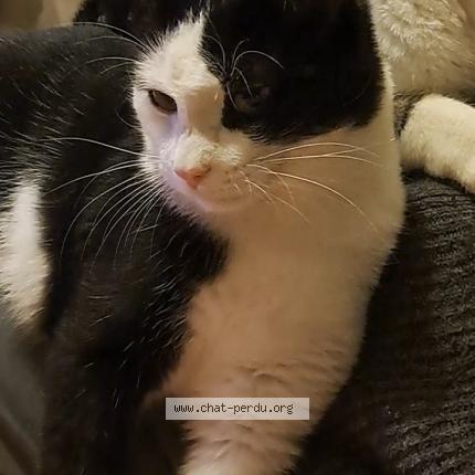 Photo 1/1 Chat retrouvé Perdu à Saint Denis De Pile