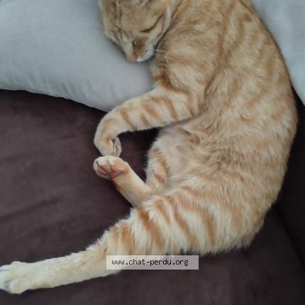 Photo 1/1 Moumoute Chat perdu à Parentis en born