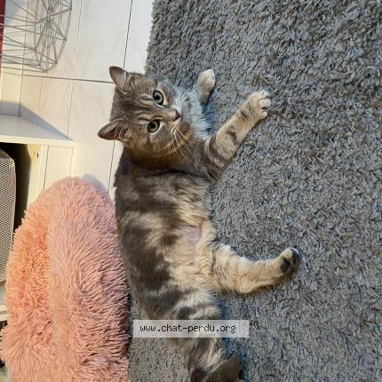 Photo 1/1 Kitty Chat perdu à Yutz