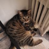 Photo de chat perdu à St Quentin