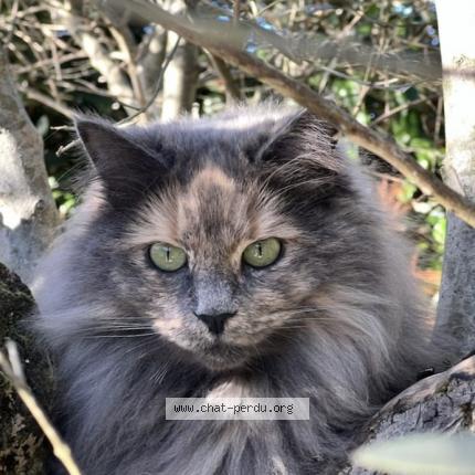 Photo de chat perdu à La Brede