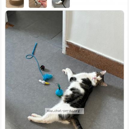 Photo de chat perdu à Le Plessis Robinson