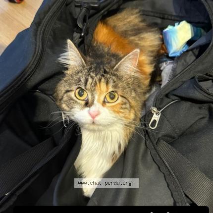 Photo de chat perdu à Bondoufle
