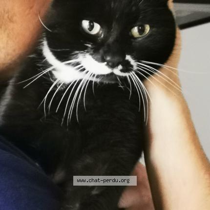 Photo 1/1 Twinky Chat perdu à Montady