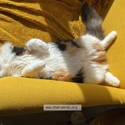 Photo de chat perdu à Bordeaux