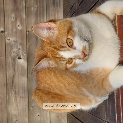 Photo de chat perdu à Fleury Sur Orne