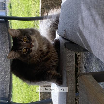 Photo 1/1 Chat retrouvé Trouvé à Rimogne