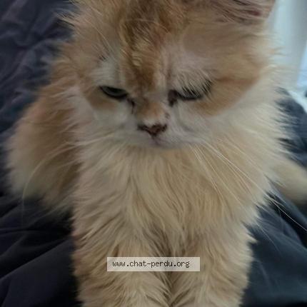 Photo 1/2 Chat retrouvé Perdu à Merignac