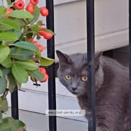 Photo de chat perdu à Bry Sur Marne
