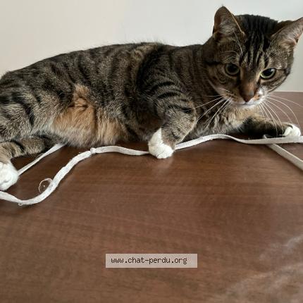 Photo de chat perdu à Nantes