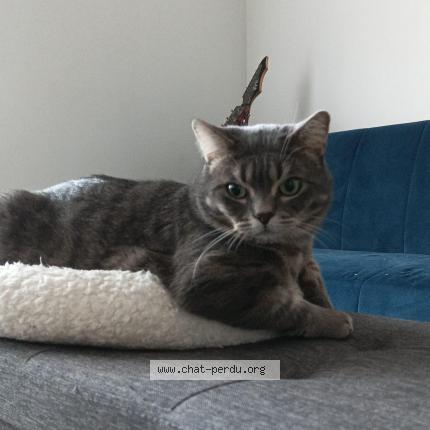 Photo de chat perdu à Bry Sur Marne