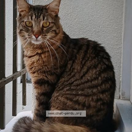 Photo de chat perdu à Pantin