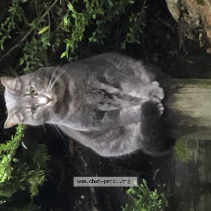 Photo de chat perdu à Rouen