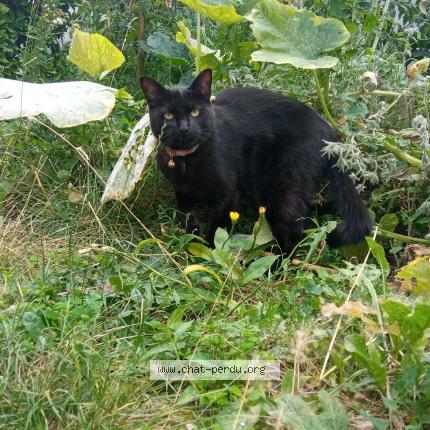 Photo de chat perdu à Saint Amand Montrond