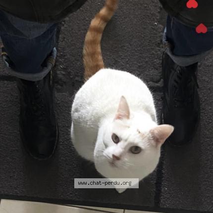 Photo 1/1 Mystère Chat perdu à Saint germain les arpajon