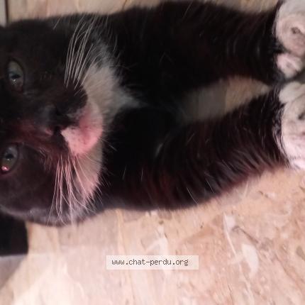 Photo de chat perdu à Nimes