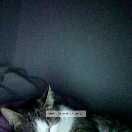 Photo de chat perdu à Gallardon