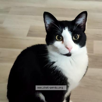 Photo de chat perdu à Maisons Alfort