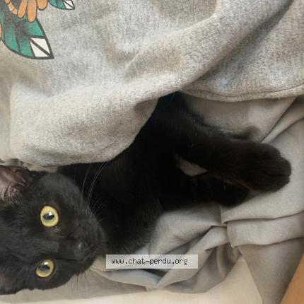 Photo de chat perdu à Lyon