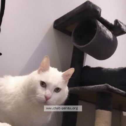 Photo 1/1 Chat retrouvé Perdu à Sotteville Les Rouen
