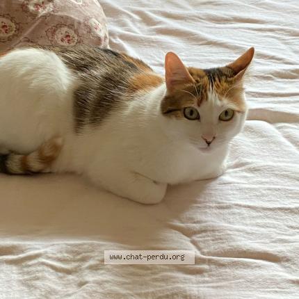 Photo 1/1 Chat retrouvé Perdu à Vanves