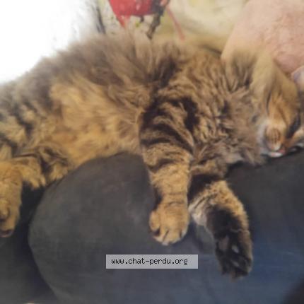 Photo 1/1 Sacha Chat perdu à Sens de bretagne