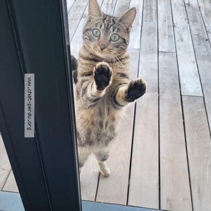 Photo 1/2 Noukie Chat perdu à Serres castet