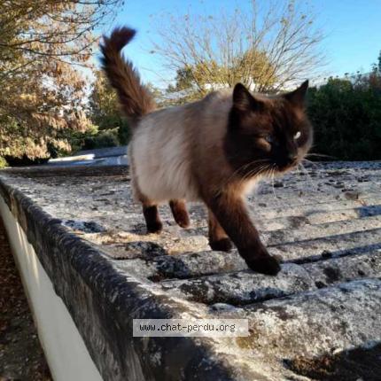 Photo de chat perdu à Bordeaux