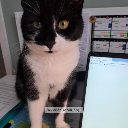 Photo 1/1 Oslo Chat perdu à Artolsheim