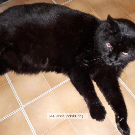 Photo de chat perdu à Fontenay Aux Roses